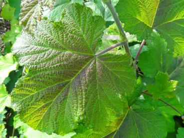 Setchuan-Brombeere - Rubus setchuenensis