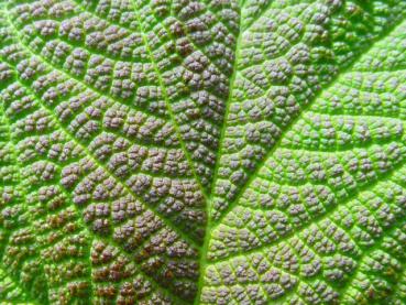 Rubus setchuenensis mit schöner Blattstruktur