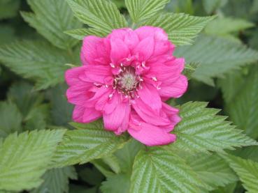 Rubus spectabilis Olympic Double - Gefülltblühende Lachsbeere