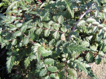 Tibethallon - Rubus thibetanus Silver Fern