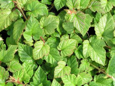 Chinesische Brombeere - Rubus tricolor