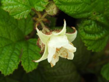 Rubus tricolor - weiße Blüte