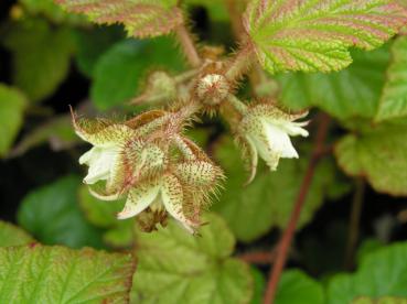 Chinesische Brombeere - weiße Blüten