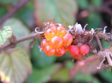 Orangerote Frucht der Chinesische Brombeere