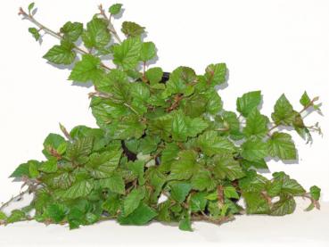 Flacher Bodendecker Rubus tricolor im Container