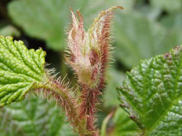 Triebspitze der Chinesischen Brombeere