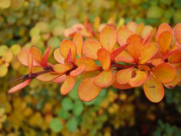 Orangerote Herbstfärbung der grünen Heckenberberitze