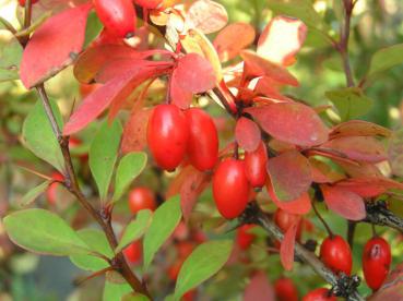 Rote Früchte der grünen Heckenberberitze