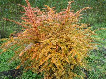 Berberis thunbergii im Herbst