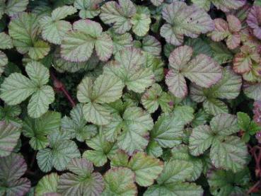 Chinesische Brombeere Green Wave - Rubus tricolor Green Wave