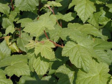 Zierbrombeere Walberton - Rubus Walberton