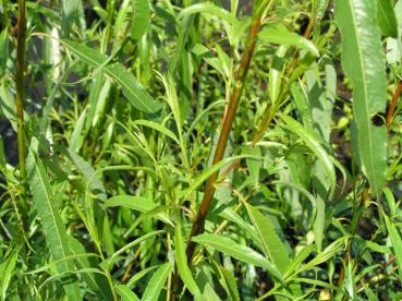 Salix acutifolius pendulifolius im Sommerlaub