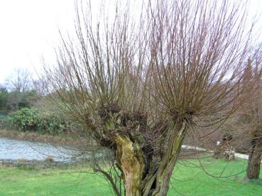 Salix alba - Weißweide