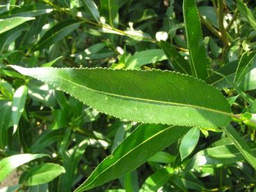 Schmales Blatt von Salix alba