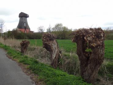 Frisch als Kopfweiden zurückgeschnittene Weißweiden