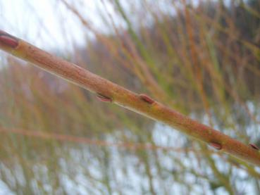 Salix alba Britzensis (Chermesina) - Weißweide Britzensis