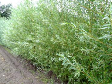 Salix alba Küstenrasen - Weißweide Küstenrasen