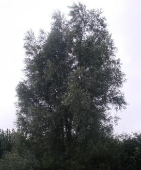 Salix alba Liempde - Silberweide Liempde