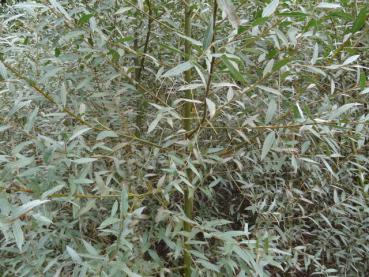 Schöne silberne Belaubung von Salix alba Liempde