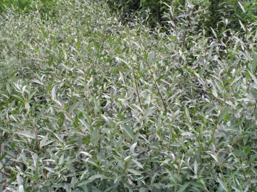 Salix alba Sericea - Echte Silberweide