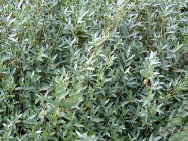 Salix alba Sericea