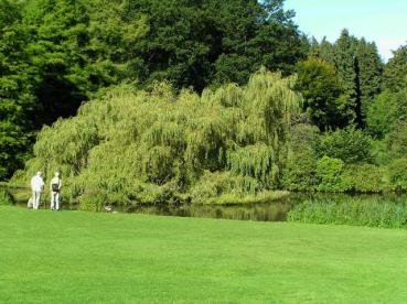 Trauerweide - Salix alba Tristis