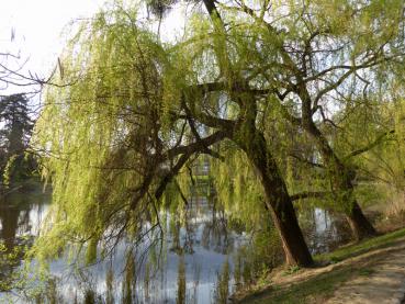 Malerische Trauerweiden am See