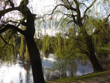 Trauerweiden im Frühjahr