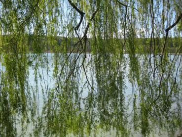 Lange, hängende Triebe der Salix alba Tristis