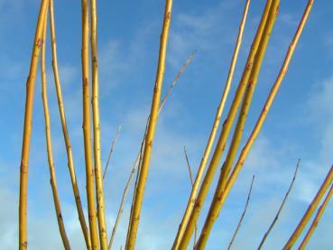 Salix alba Vitellina mit ausgeprägter gelber Rindenfärbung im Winter