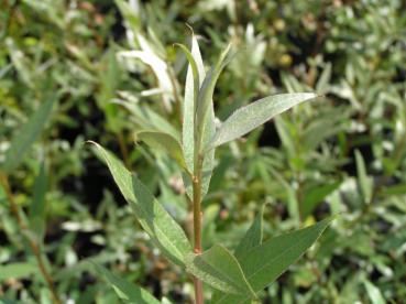 Salix alba Yelverton - Weißweide Yelverton