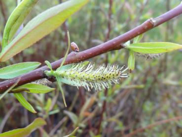 Männliche Blüte von Salix americana