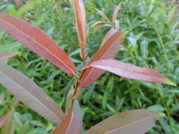 Blattspitze von Salix americana