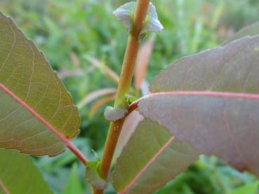 Salix americana: Markante Nebenblätter