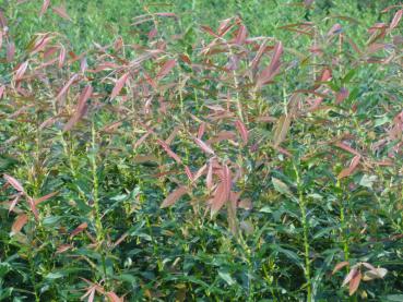 Die Triebspitzen der Salix americana