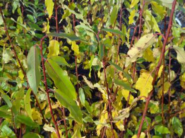 Salix americana mit leichter Herbstfärbung