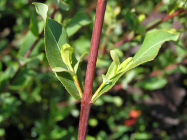 Salix amplexicaulis - Gegenständige Weide