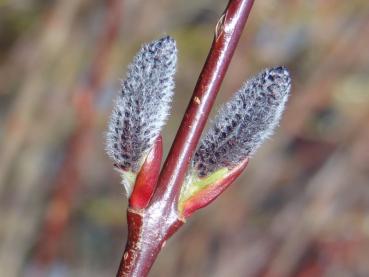 Kätzchen von Salix amplexicaulis