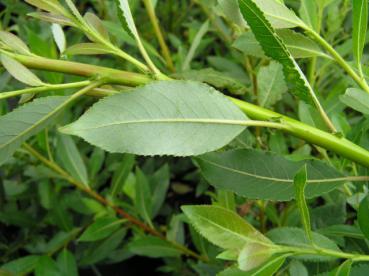 Salix apennina