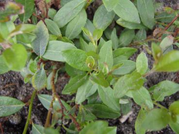Salix arbuscula - Nordische Bäumchenweide