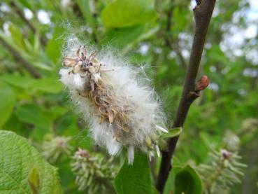 Flauschige Samen der Salix aurita