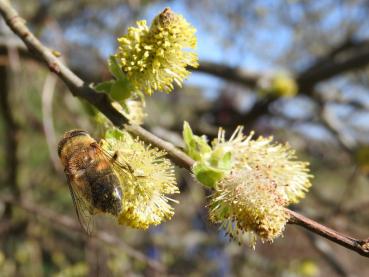 Die Blüten der Öhrchenweide sind bei Bienen beliebt.