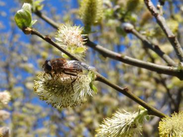 Bienenweide Salix aurita