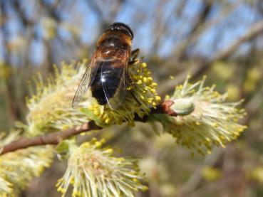 Eine der ersten Nahrungsquellen im Jahr für Bienen: Salix aurita