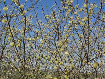 Salix aurita in voller Blüte