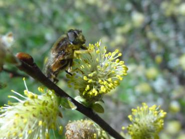 Männliche Blüten der Salix aurita