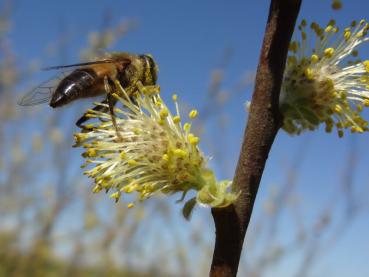 Die Öhrchenweide wird von vielen Insekten besucht.