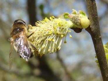 Männliche Blüte der Salix aurita