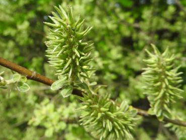 Fruchtstand der Salix aurita