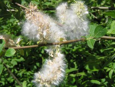 Früchte von Salix aurita im Juni